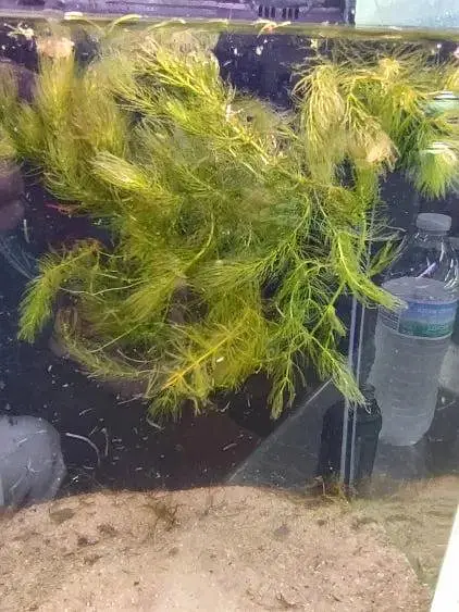 Aquarium Low tech Plants — photo 10