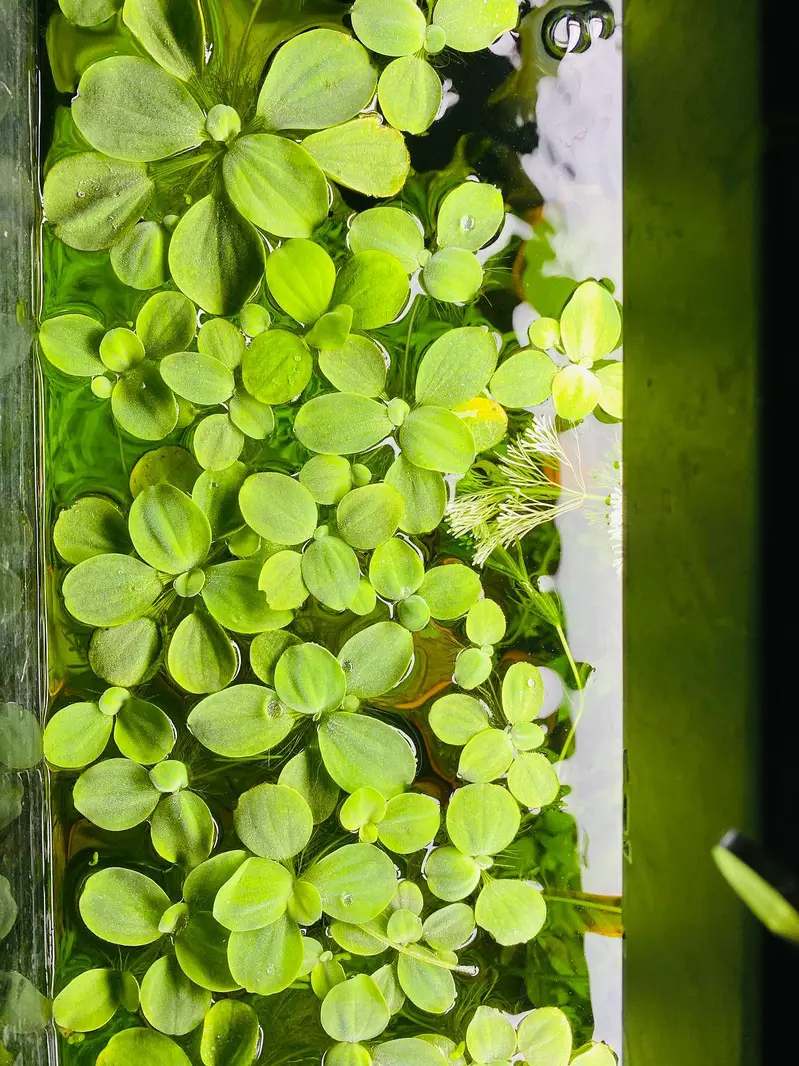 Aquarium Low tech Plants — photo 11