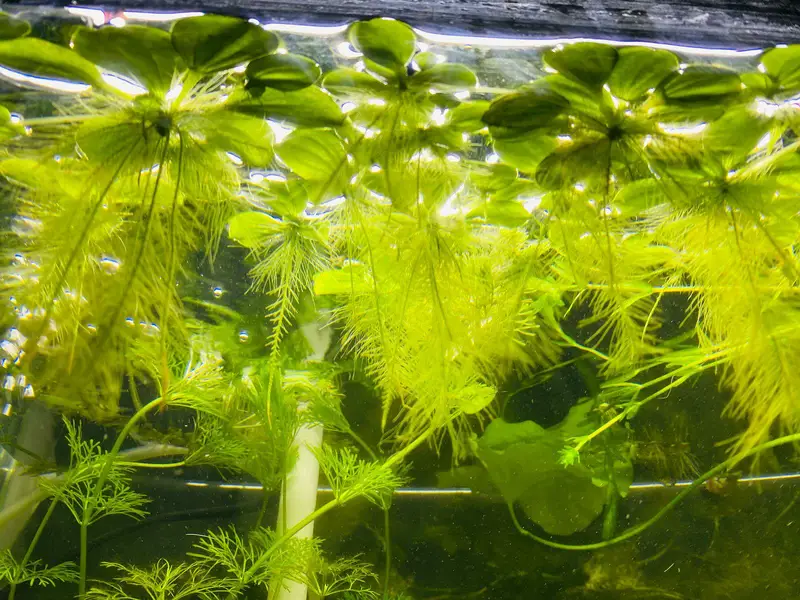 Aquarium Low tech Plants — photo 12