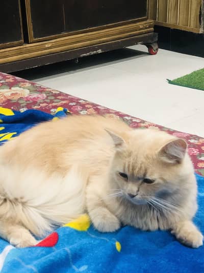 Beautiful & Playful Persian / Semi-Longhair Kitten / Cat 03087063978