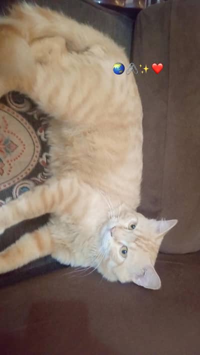 Triple Coat Persian male