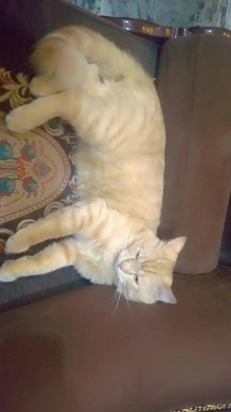 Triple Coat Persian male — photo 2
