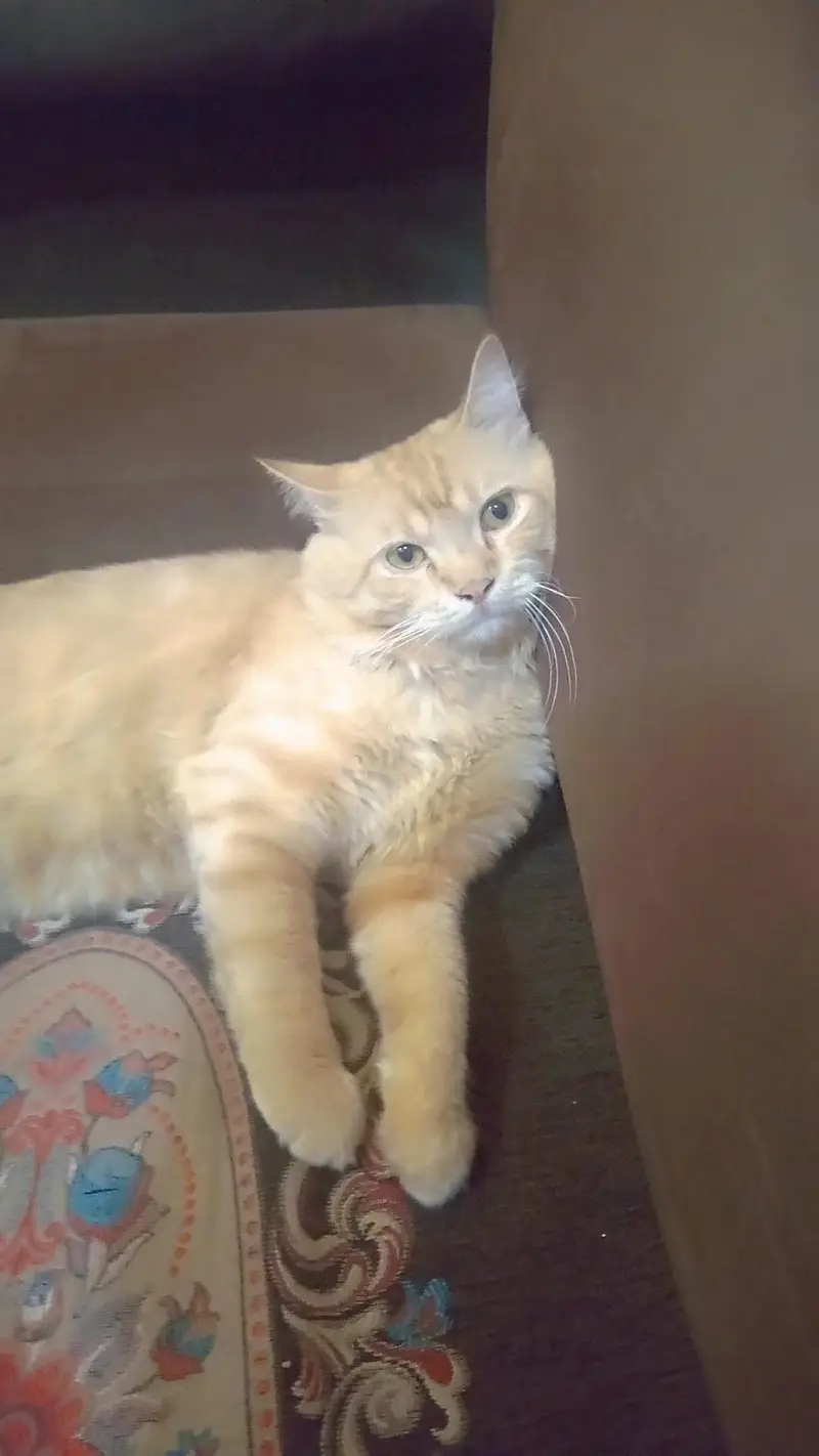 Triple Coat Persian male — photo 3