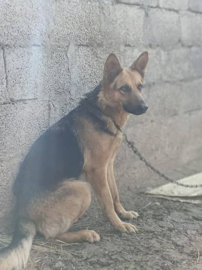 German shepherd dog