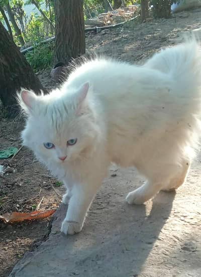 Persian white Cat with blue eyes