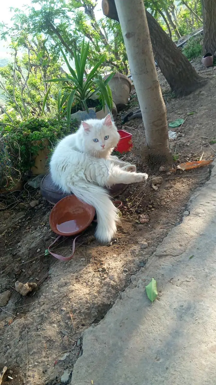 Persian white Cat with blue eyes — photo 2