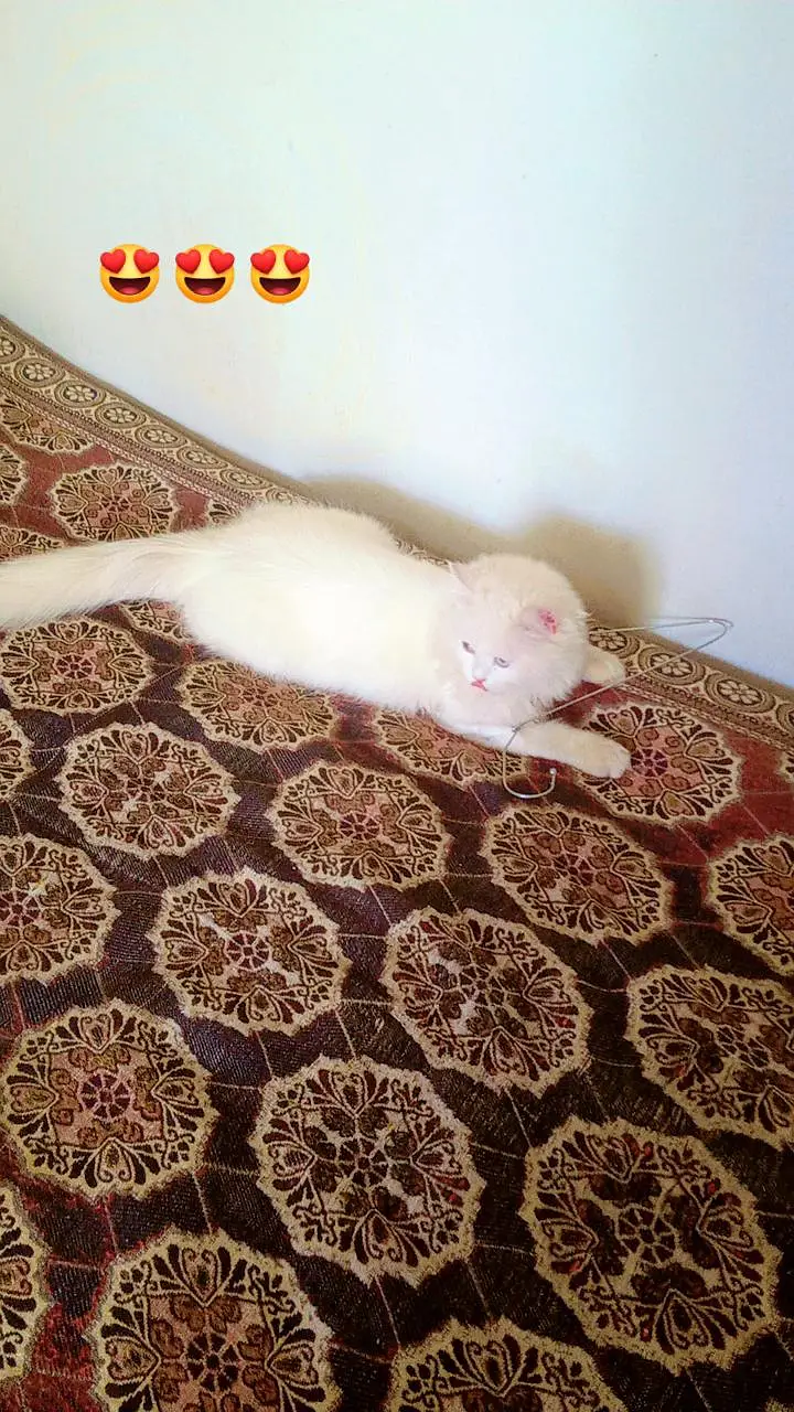 Persian white Cat with blue eyes — photo 3