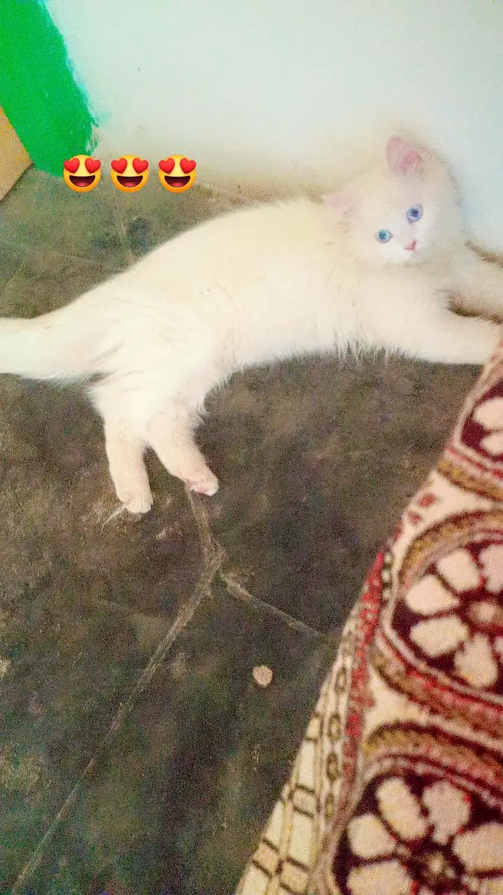 Persian white Cat with blue eyes — photo 4