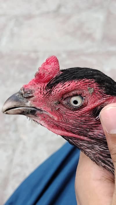Aseel Thai mianwali cross male