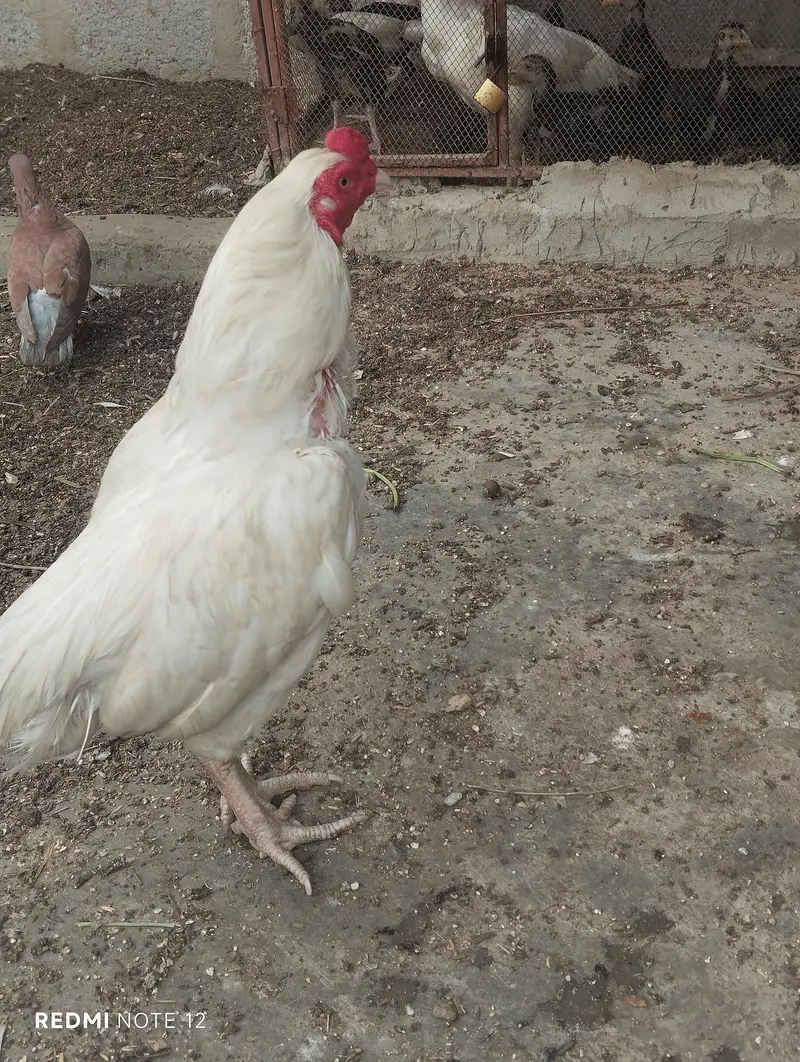 Hera Morgha — photo 2