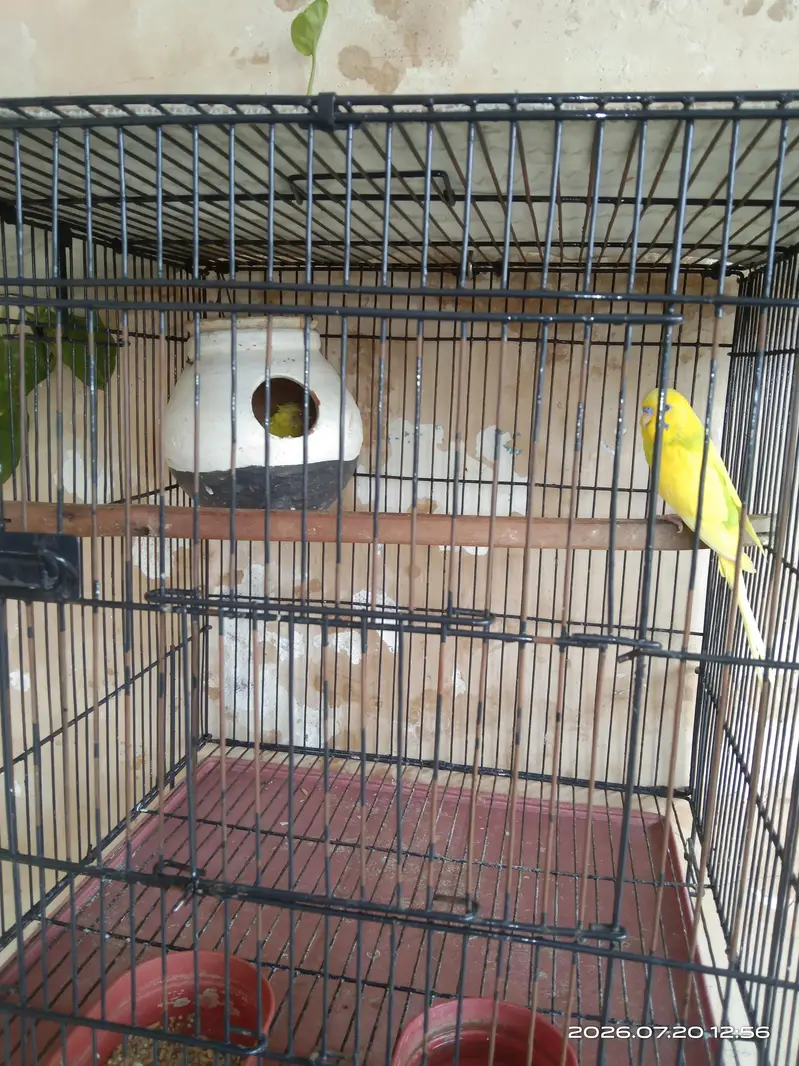 Red Eye Budgie — photo 2