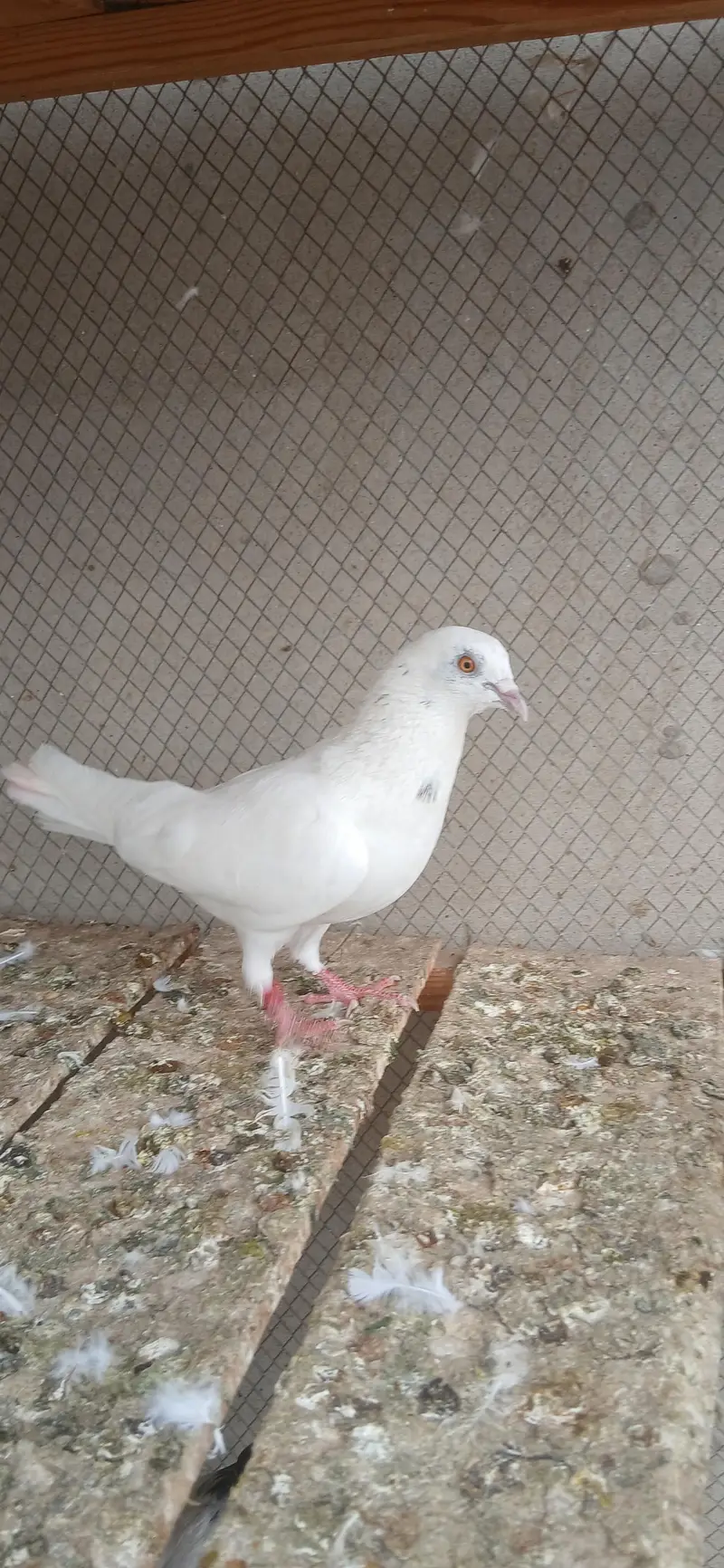 safaid moqi or safid pilakhy kabutar — photo 3
