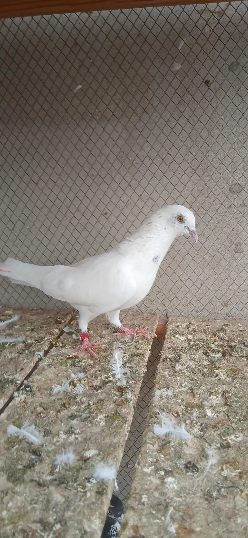 safaid moqi or safid pilakhy kabutar — photo 4