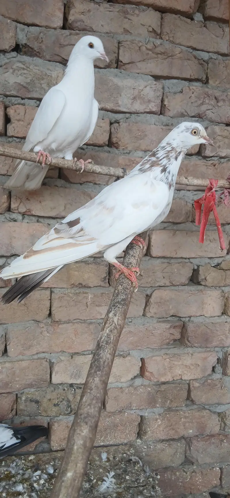 safaid moqi or safid pilakhy kabutar — photo 12