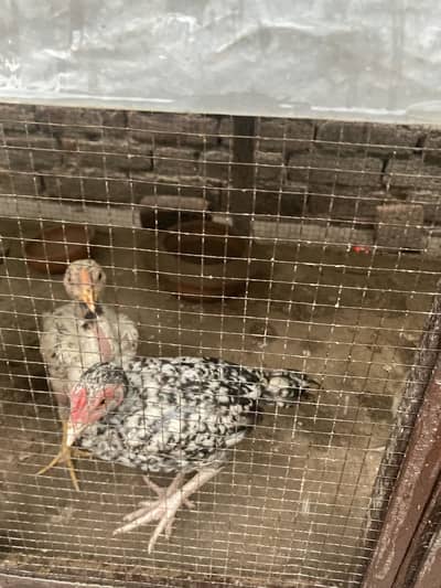 Pure miawali chicks for sale
