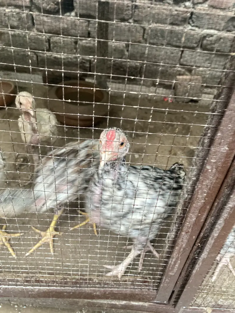 Pure miawali chicks for sale — photo 2