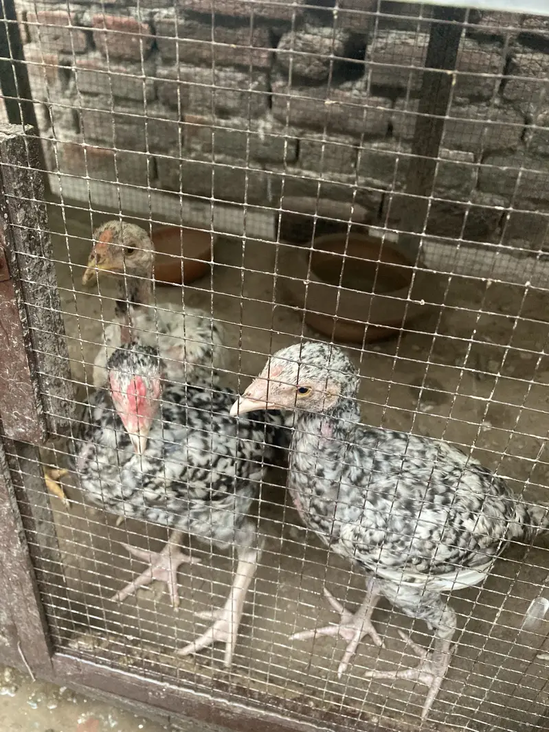 Pure miawali chicks for sale — photo 3