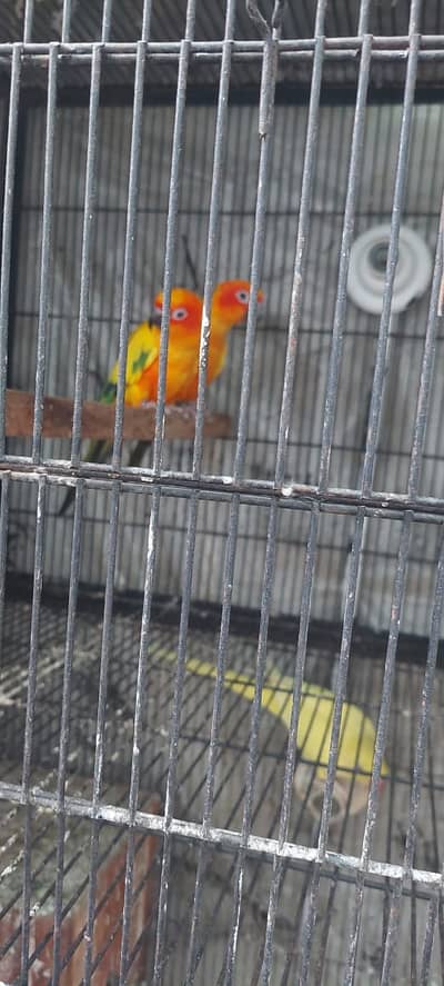 SUN conure | monk parrots | yellow parrots | white parrots | parrots