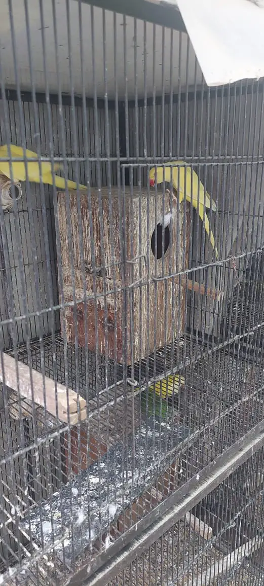 SUN conure | monk parrots | yellow parrots | white parrots | parrots — photo 4
