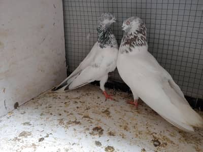 high flayl pair  sale.