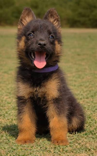 gsd. russian.  husky. stock available