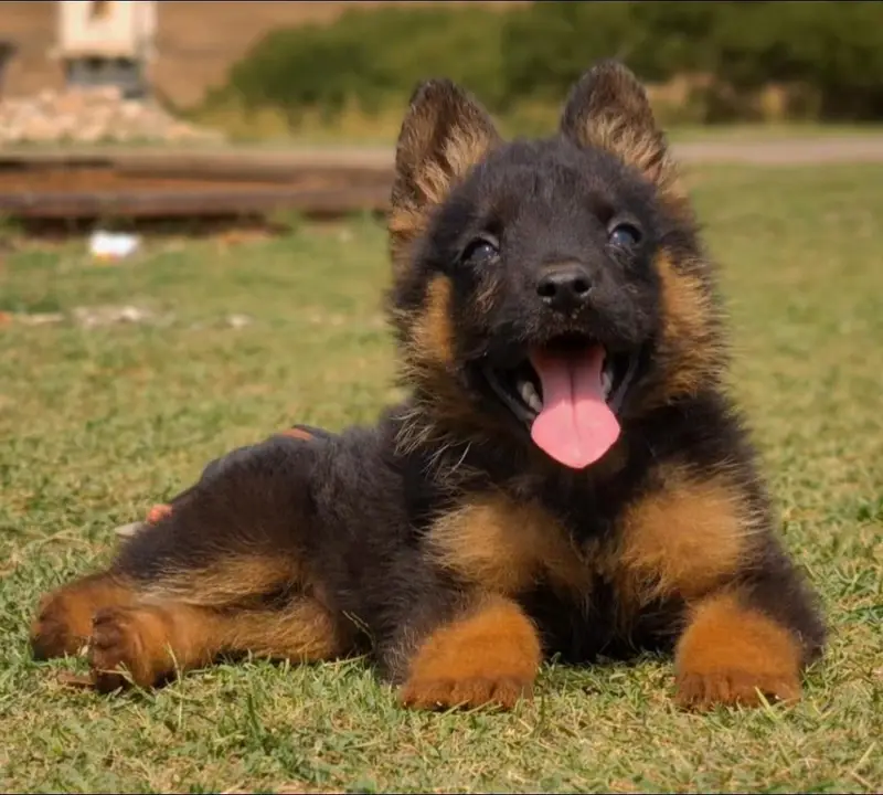 gsd. russian.  husky. stock available — photo 2