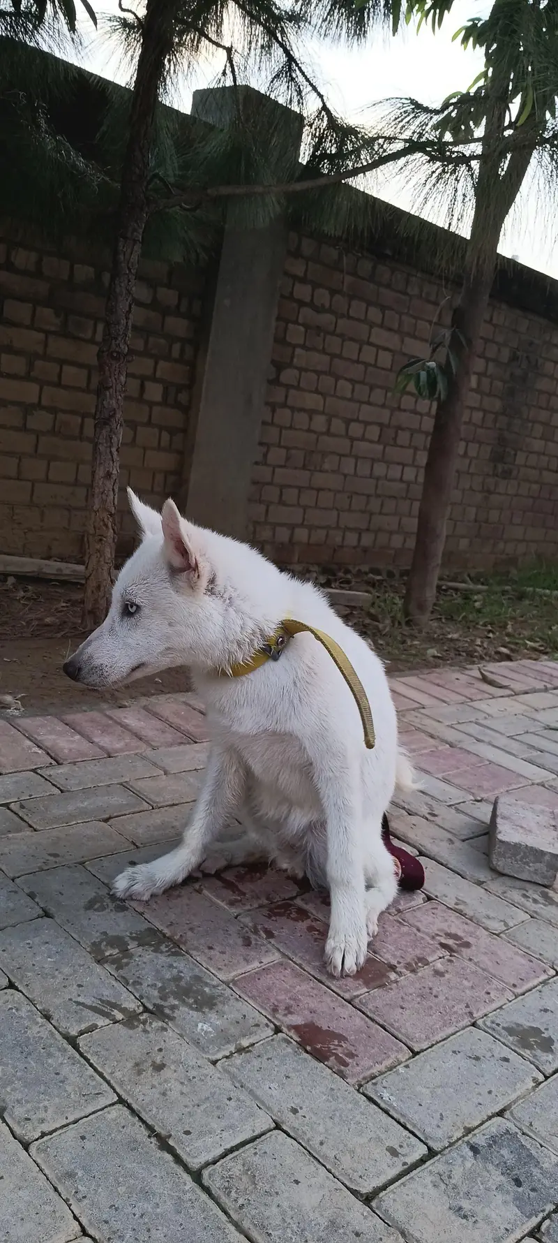 gsd. russian.  husky. stock available — photo 5