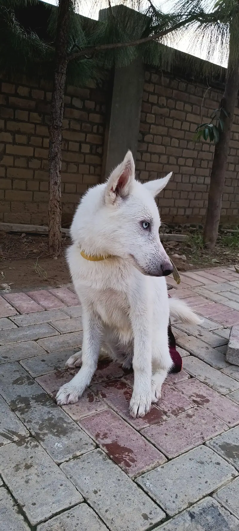 gsd. russian.  husky. stock available — photo 6