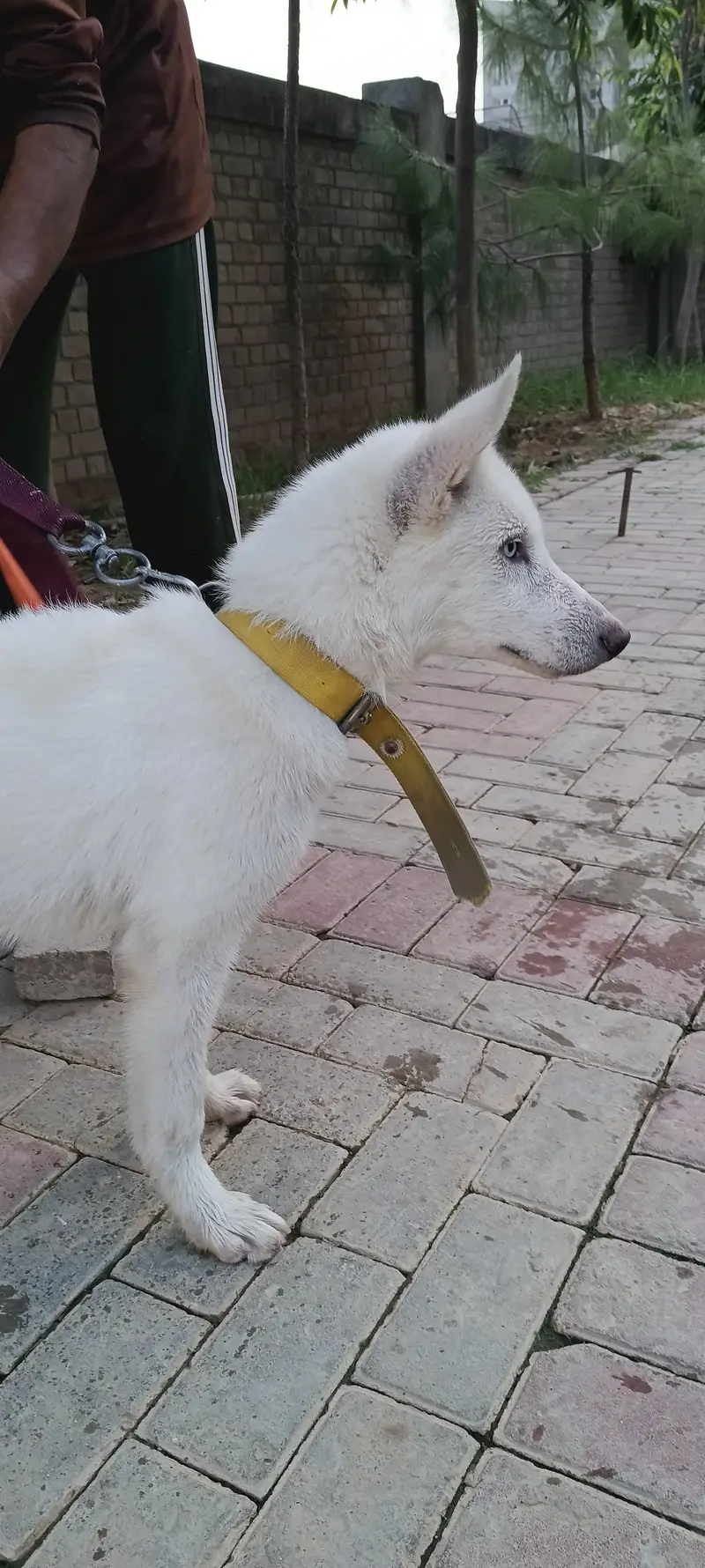 gsd. russian.  husky. stock available — photo 7