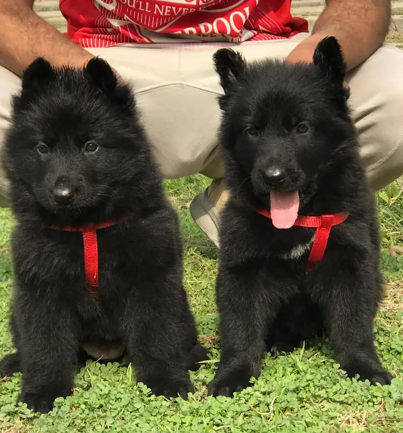 gsd. russian.  husky. stock available — photo 9