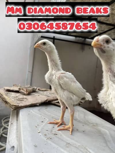 white o shamo katrina muller blood line chicks for sale