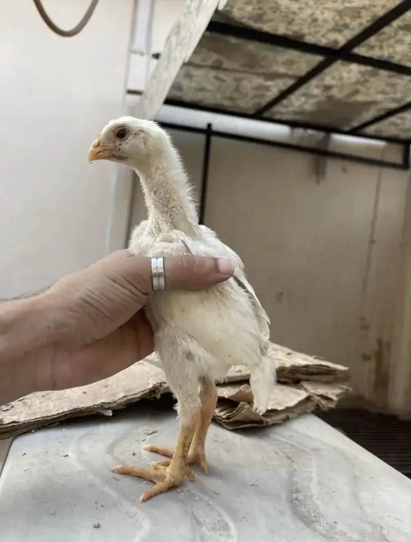 white o shamo katrina muller blood line chicks for sale — photo 2