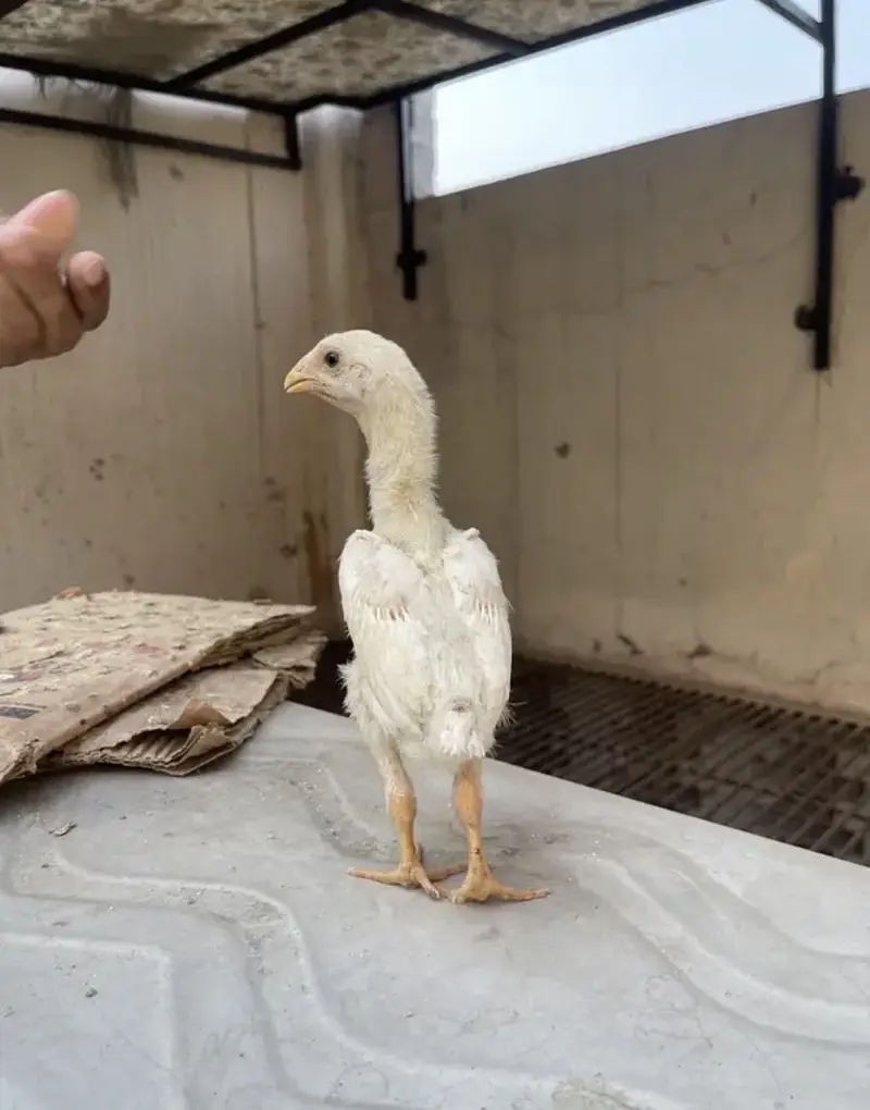 white o shamo katrina muller blood line chicks for sale — photo 3