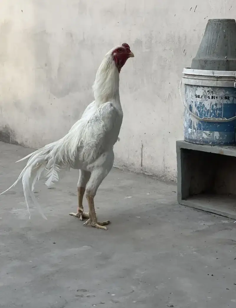 white o shamo katrina muller blood line chicks for sale — photo 4