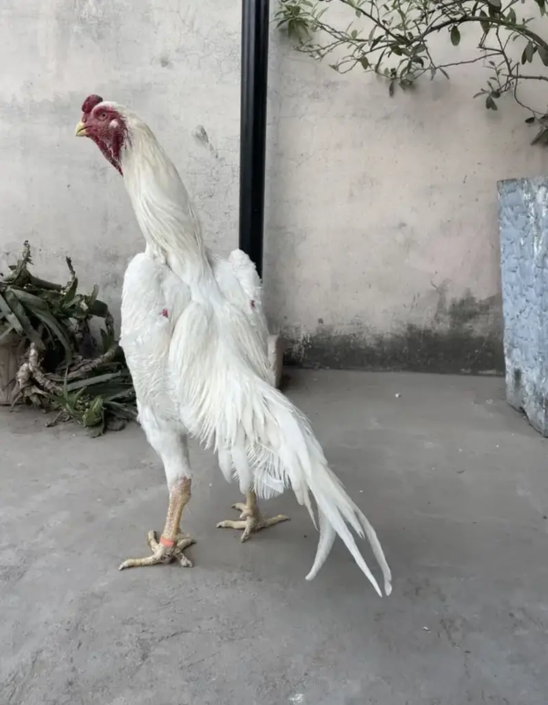 white o shamo katrina muller blood line chicks for sale — photo 5