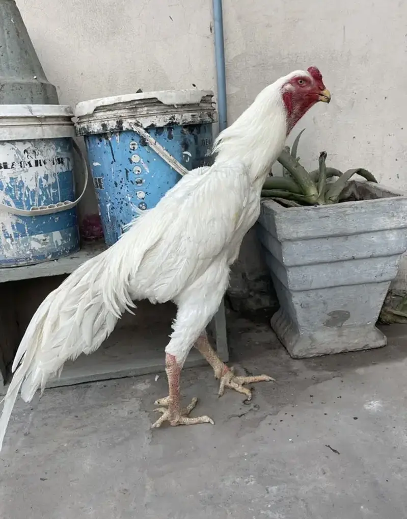 white o shamo katrina muller blood line chicks for sale — photo 6