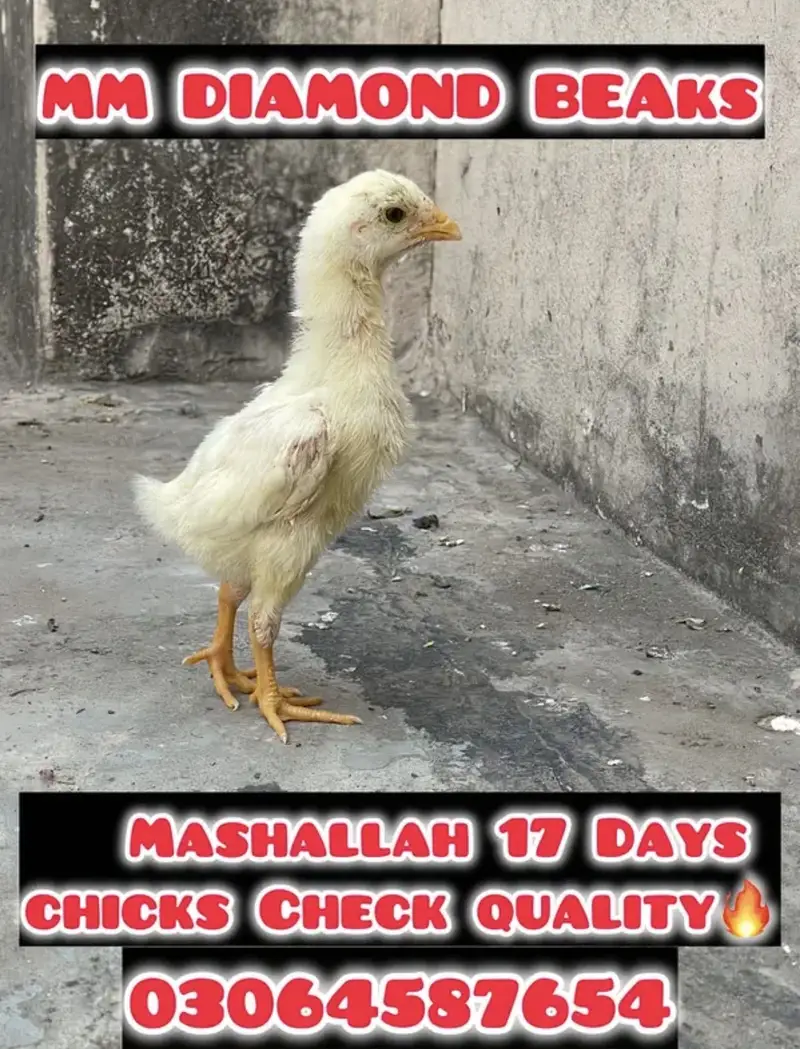 white o shamo katrina muller blood line chicks for sale — photo 7