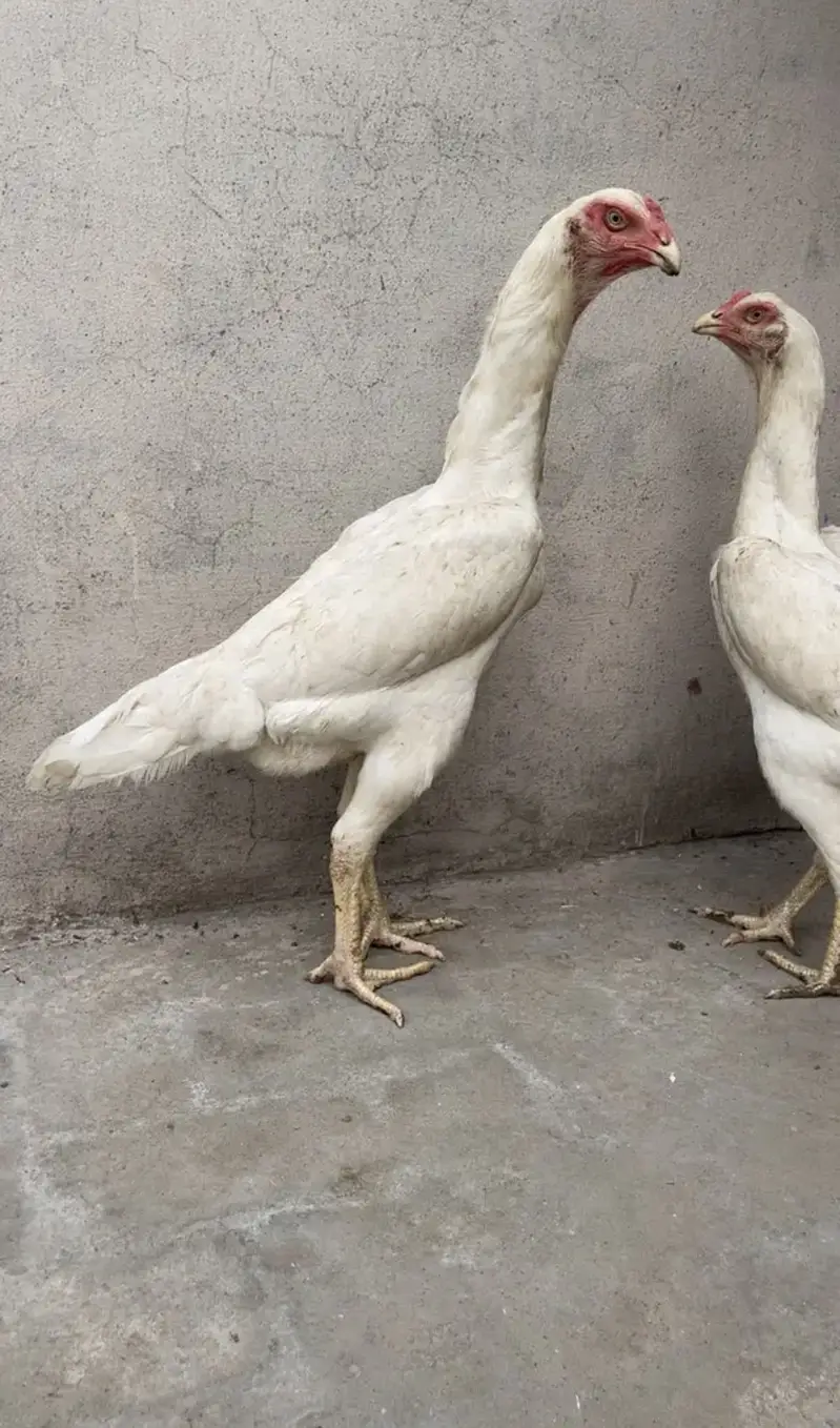 white o shamo katrina muller blood line chicks for sale — photo 8