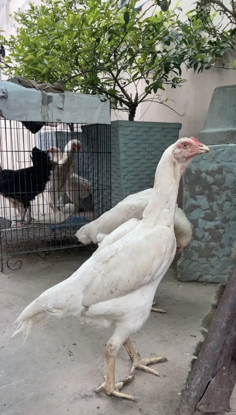 white o shamo katrina muller blood line chicks for sale — photo 9
