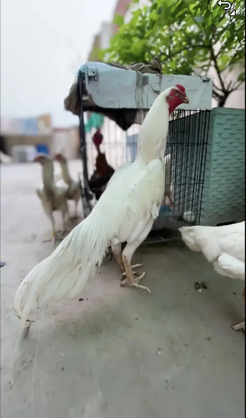 white o shamo katrina muller blood line chicks for sale — photo 10