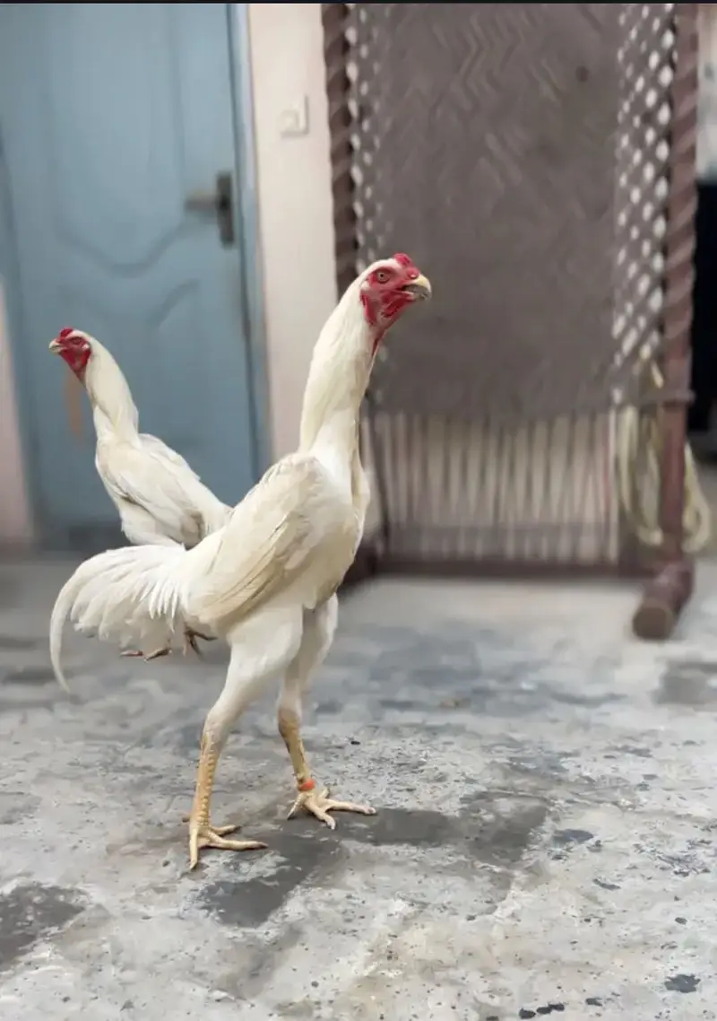 white o shamo katrina muller blood line chicks for sale — photo 11