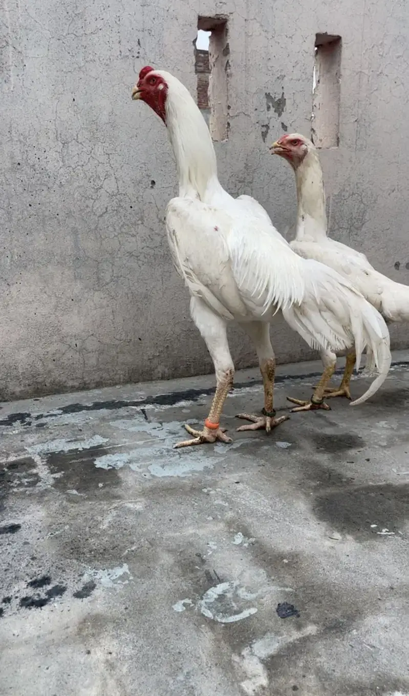 white o shamo katrina muller blood line chicks for sale — photo 12