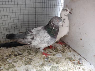 Hight flay pair for sale.