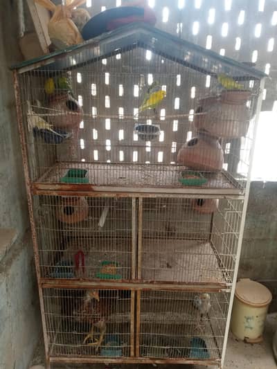 bujies pair love bird