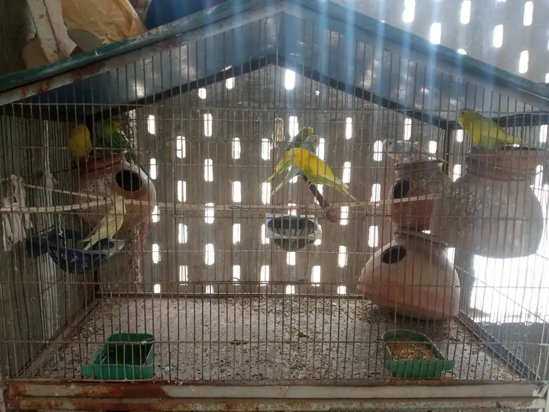 bujies pair love bird — photo 2