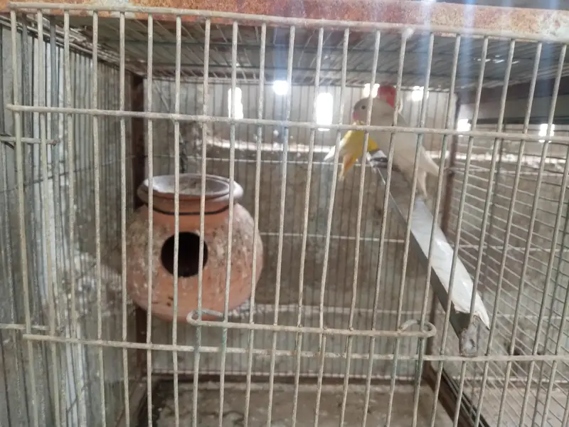 bujies pair love bird — photo 3