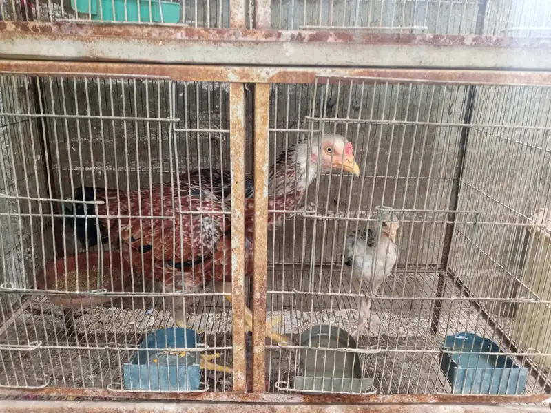 bujies pair love bird — photo 4