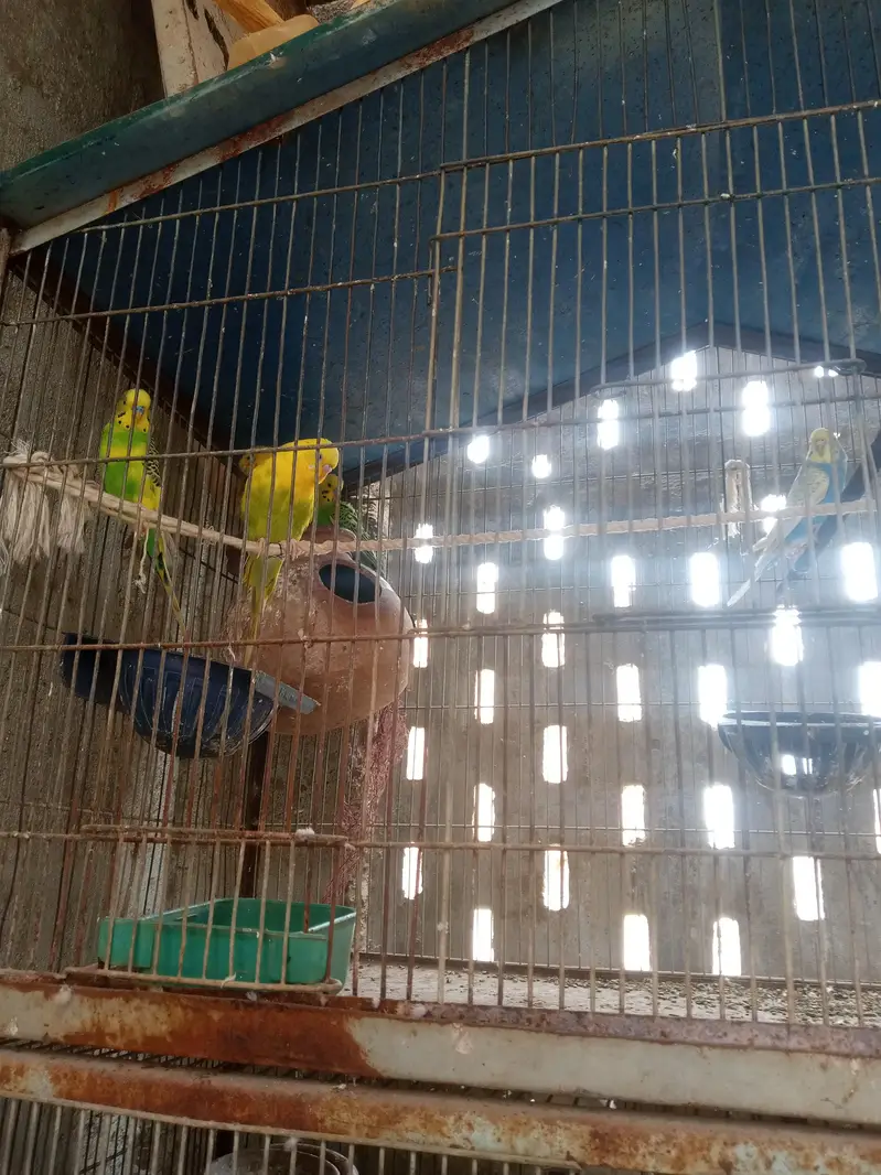 bujies pair love bird — photo 5