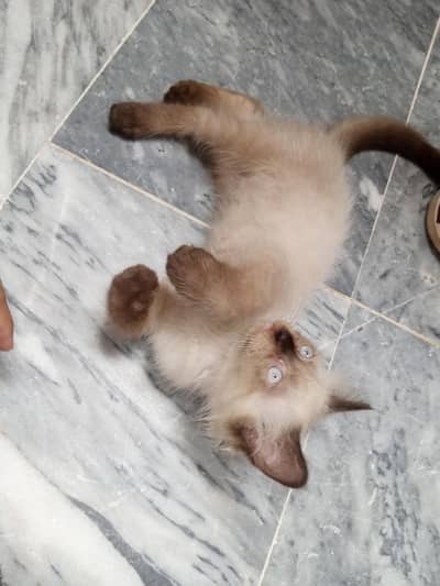 pure persian kitten