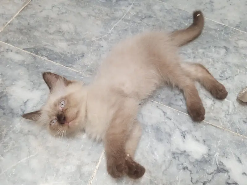 pure persian kitten — photo 2
